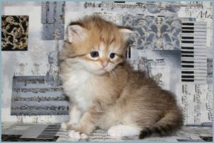 Female Siberian Kitten from Deedlebug Siberians